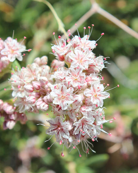  Eriogonum fasciculatum v.polifolium